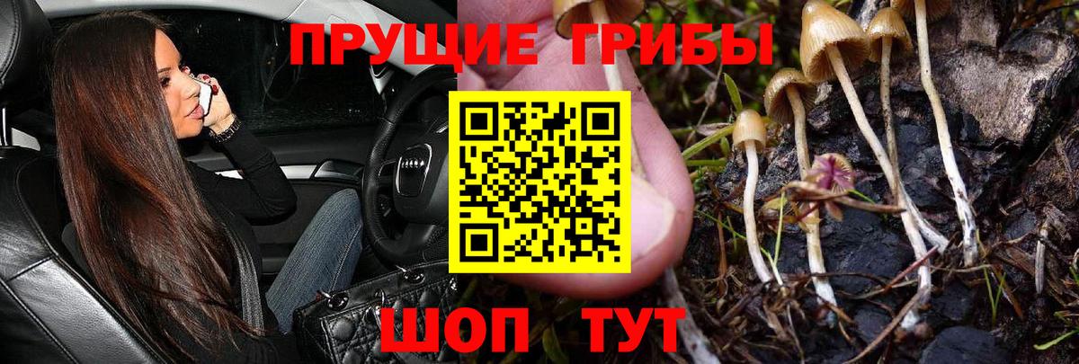 Псилоцибиновые грибы Psilocybe  Вход с VPN  закладки  Удомля  Псилоцибиновые грибы Psilocybine cubensis 